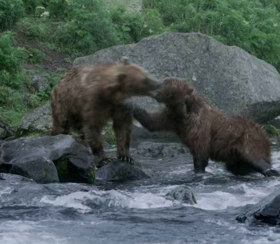 Медведь бьёт другого медведя.