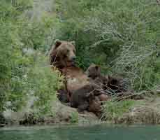Медведица с медвежатами отдыхает на берегу реки.