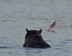 Медведица угощает медвежат рыбкой.