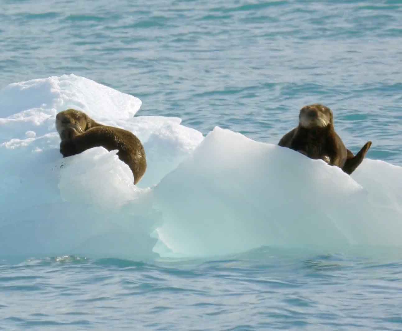 Морские выдры (каланы) лежат на льдине.