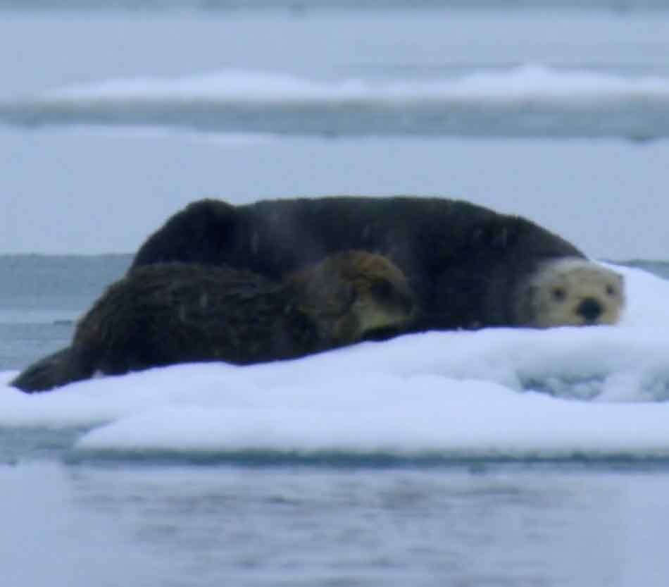 Мама с выдрёнком отдыхает на льдине.
