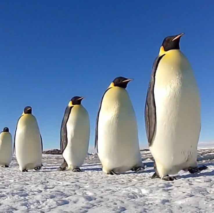 Пингвины шагают в ряд.