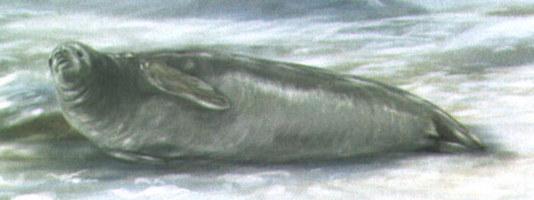 Тюлень-крабоед (Lobodon carcinophagus).