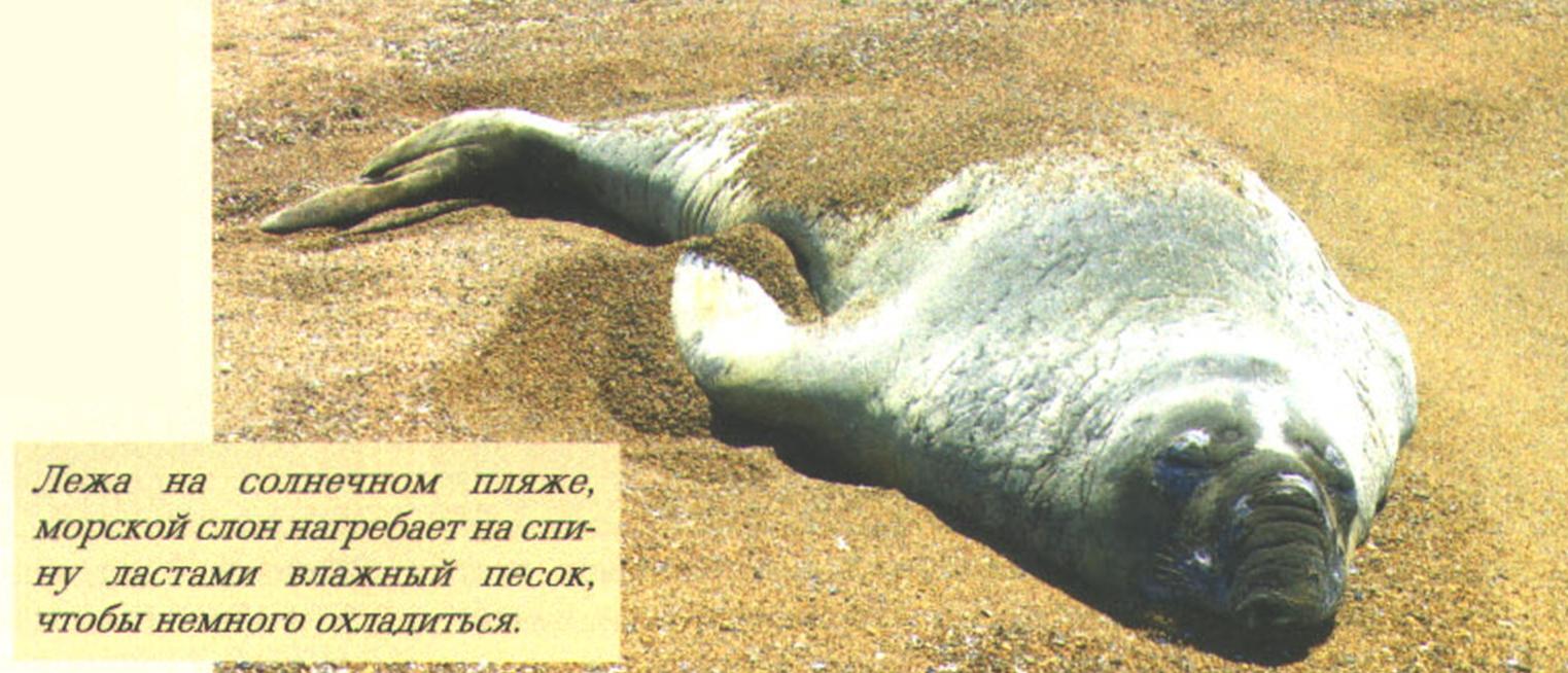 Лежа на солнечном пляже, морской слон нагребает на спину ластами влажный песок, чтобы немного охладиться.