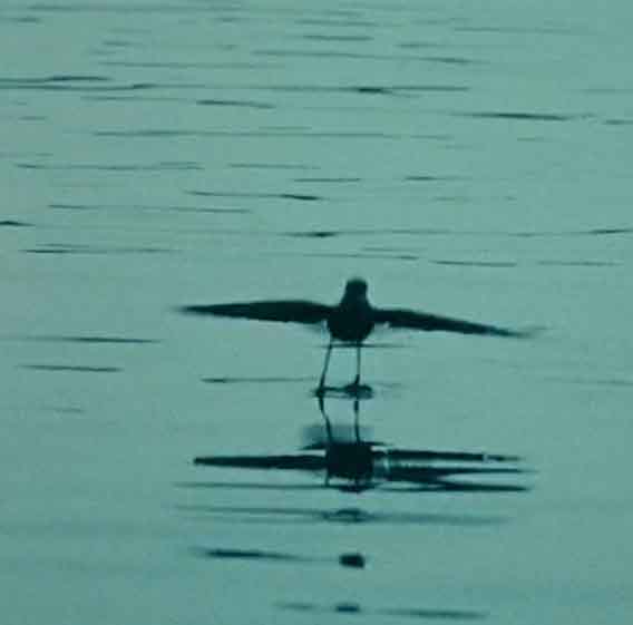 Птичка над водой.