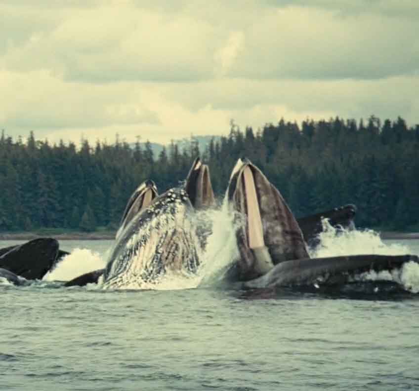 Много китов выныривают из воды.