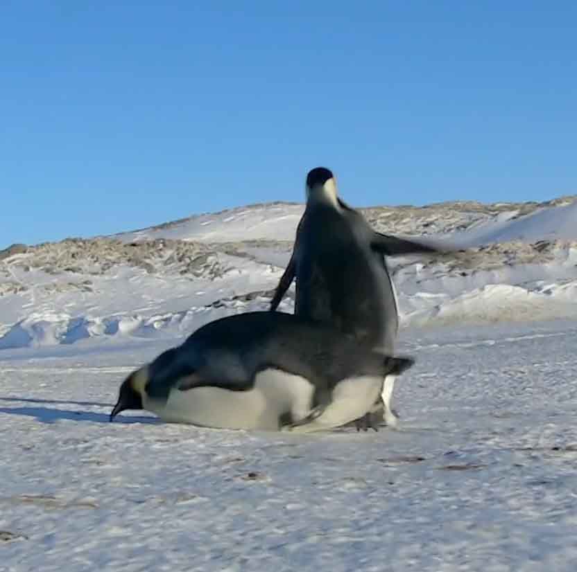 Неуклюжий падающий пингвин.
