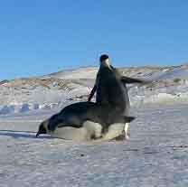 Неуклюжие пингвины падают на льду.