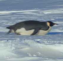 Смешные пингвины преодолевают расстояния.