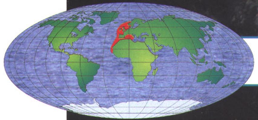 Ареал обитания радужного губана - распространён в северо-восточной части Атлантического океана.