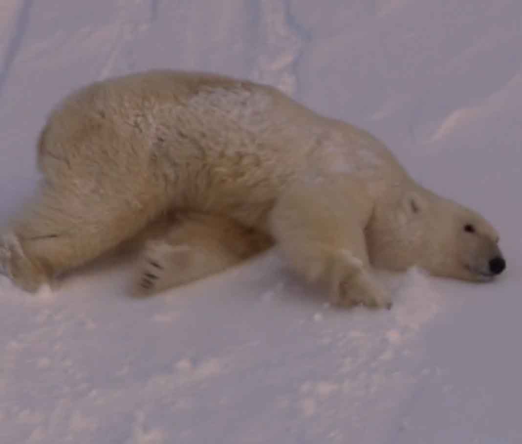 Белая медведица катается по снежному склону.