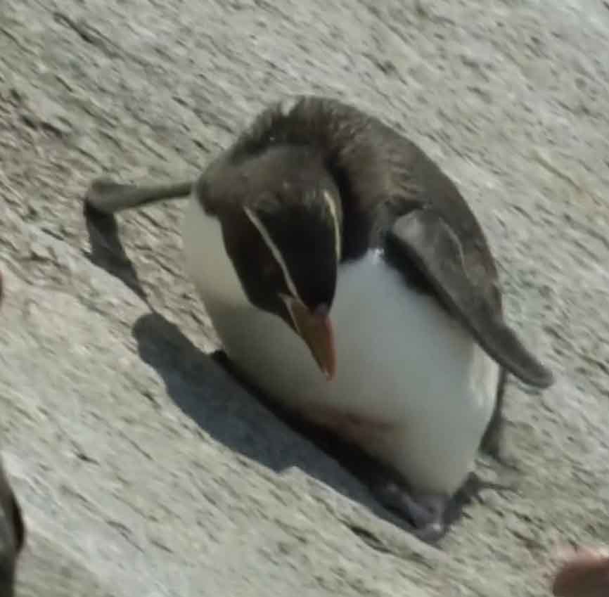 Скользящий по камню пингвин.