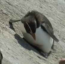 Пингвины спускаются к воде по скалам.