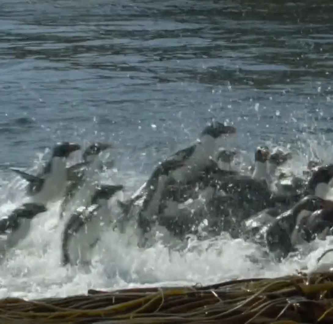 Пингвины вылетают из воды.