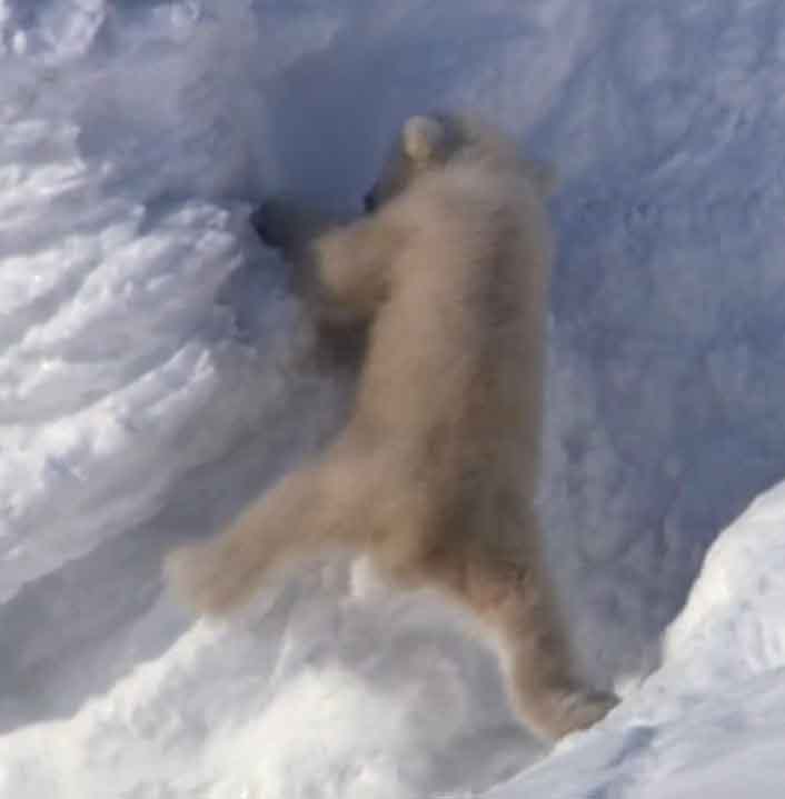 Медвежонок пытается взобраться на ледяную гору.