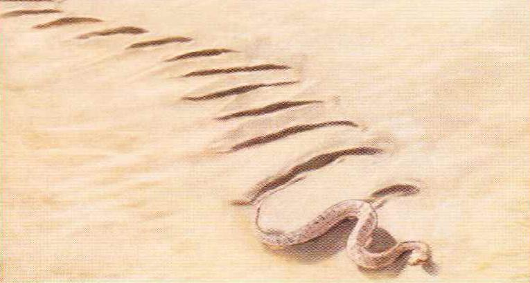 По горячему песку змея передвигается боковым ходом, поочередно перебрасывая над субстратом переднюю и заднюю часть туловища и оставляя за собой характерный след.