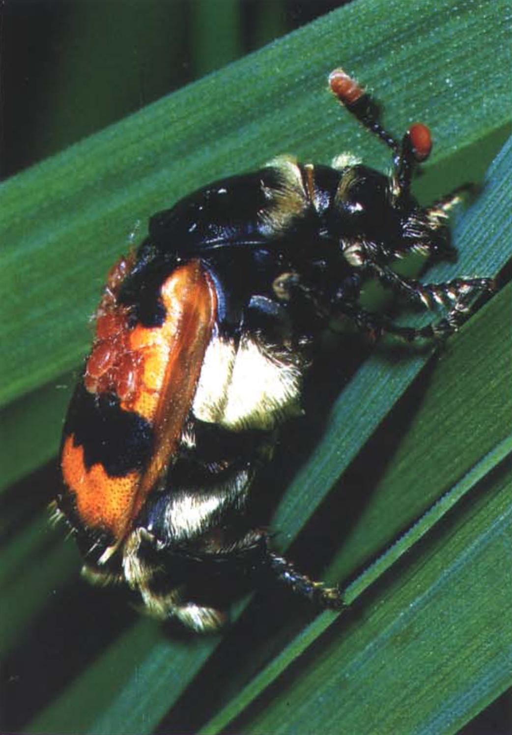 Подобно многим другим насекомым падальщикам, черноусый могильщик часто подвергается атакам паразитов.