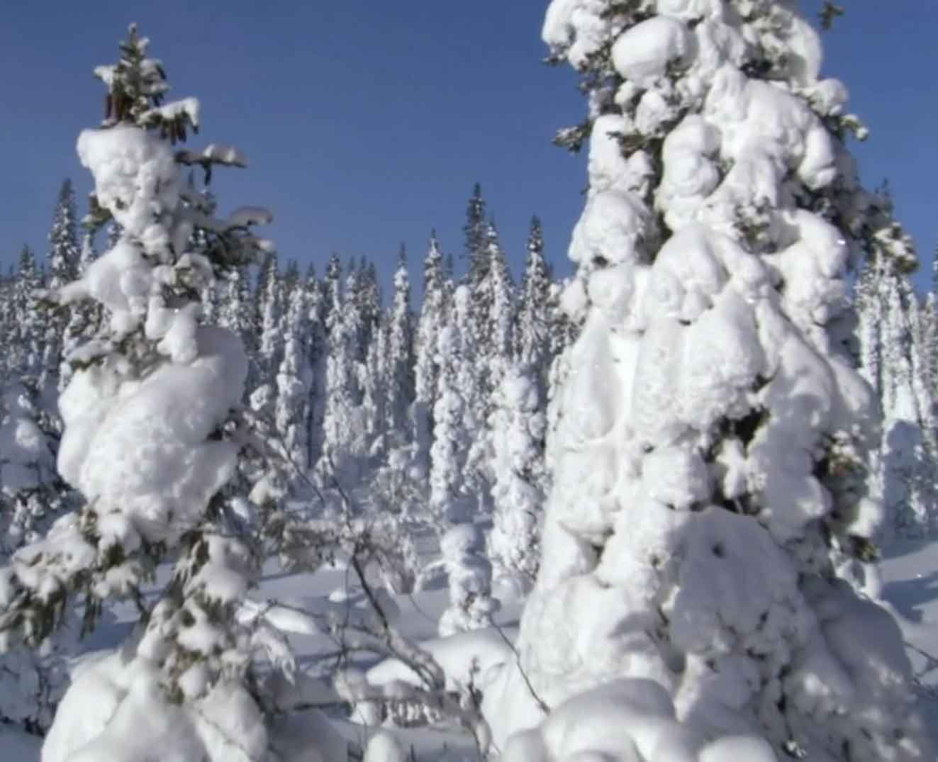 Деревья в снегу