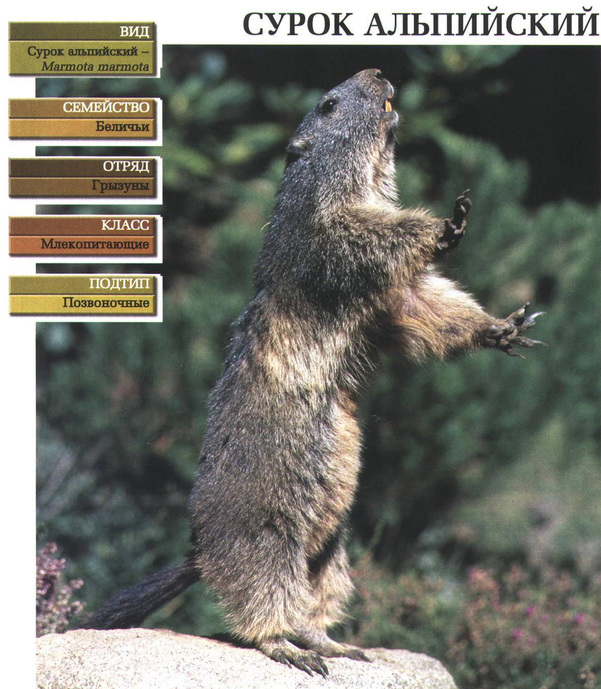 Систематика (научная классификация) сурка альпийского. Marmota Marmota.