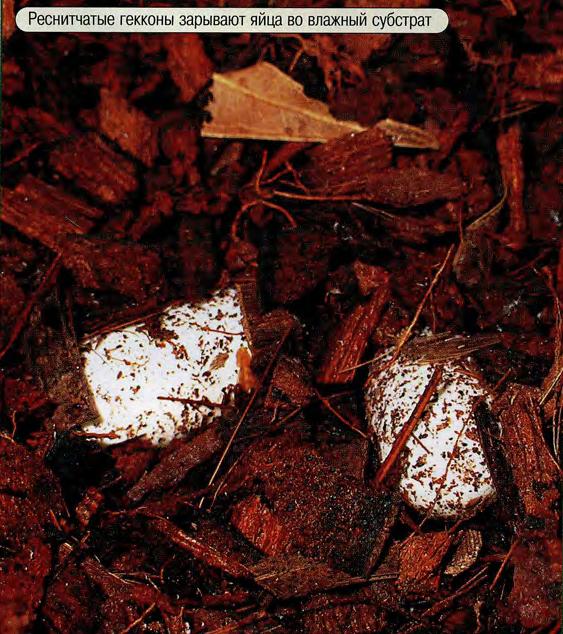 Реснитчатые гекконы зарывают яйца во влажный субстрат.