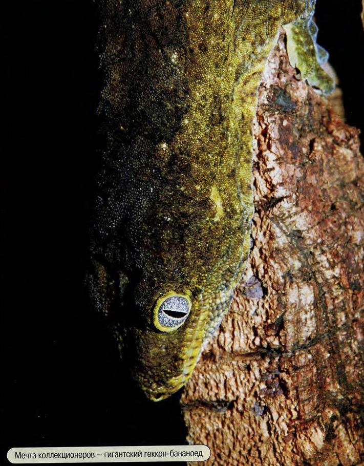 Мечта коллекционеров - гигантский геккон-бананоед.
