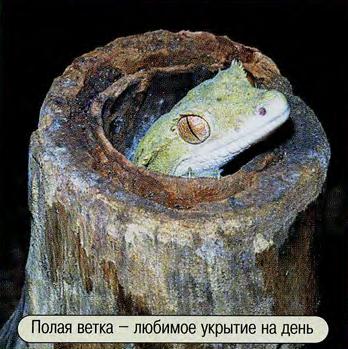 Гекконы бананоеды – какие бывают и как их содержать? Сайт про зверей -  ZveroSite.ru