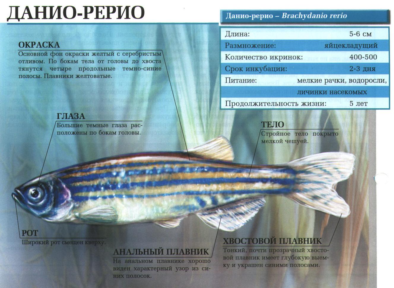 Описание рыбки данио-рерио.