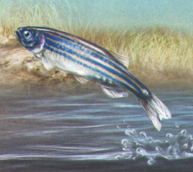 Встревоженная или испуганная рыбка часто выпрыгивает из воды.