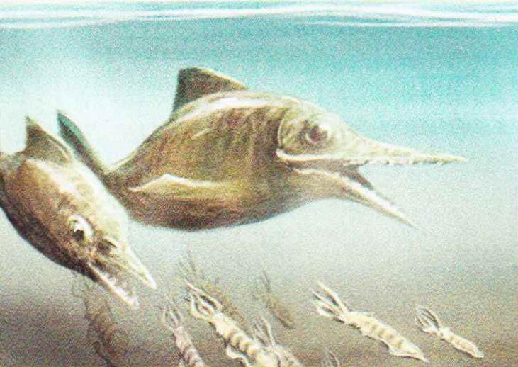 Одним из главных блюд в меню ихтиозавров были десятиногие моллюски белемниты.