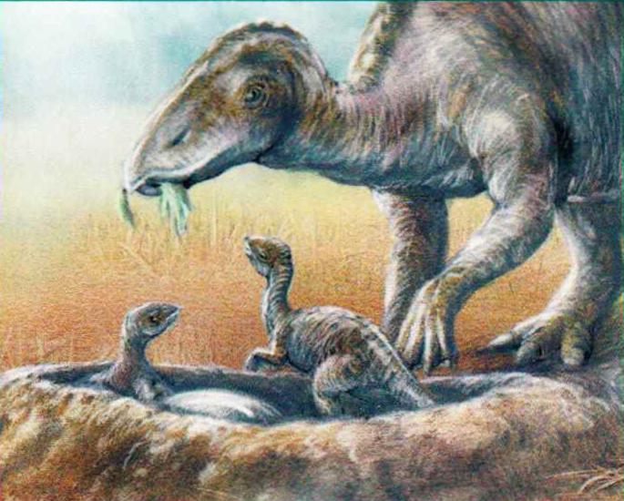 Первое время юные майазавры сидели в гнезде, а взрослые ящеры приносили им пищу.