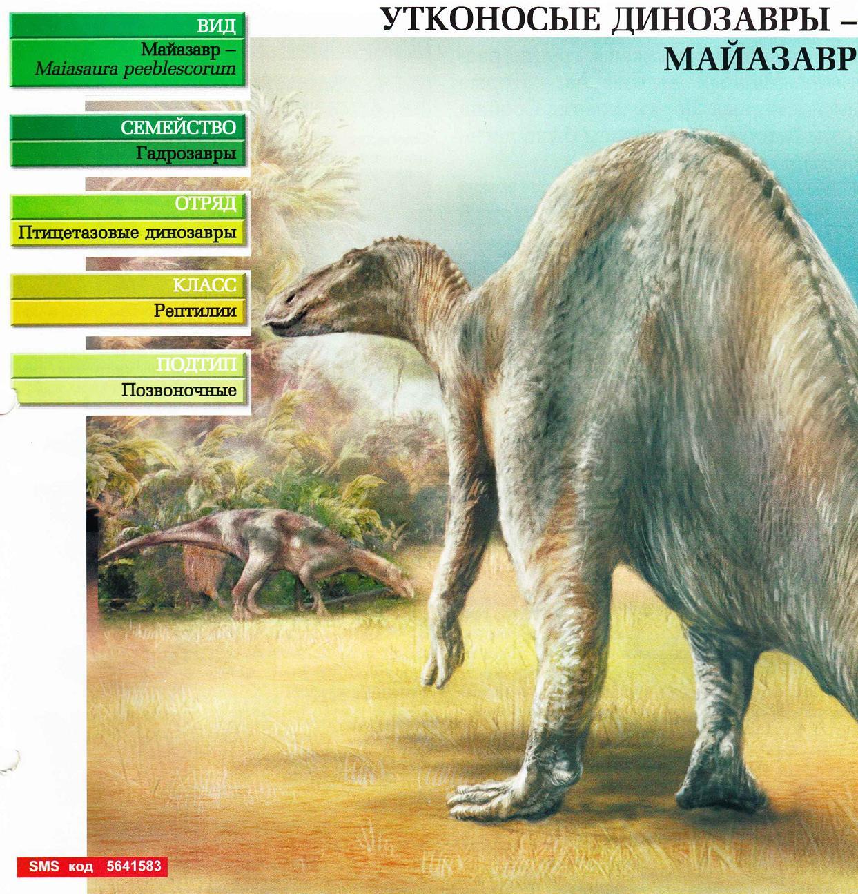 Систематика (научная классификация) майазавра. Maiasaura peeblescorum.