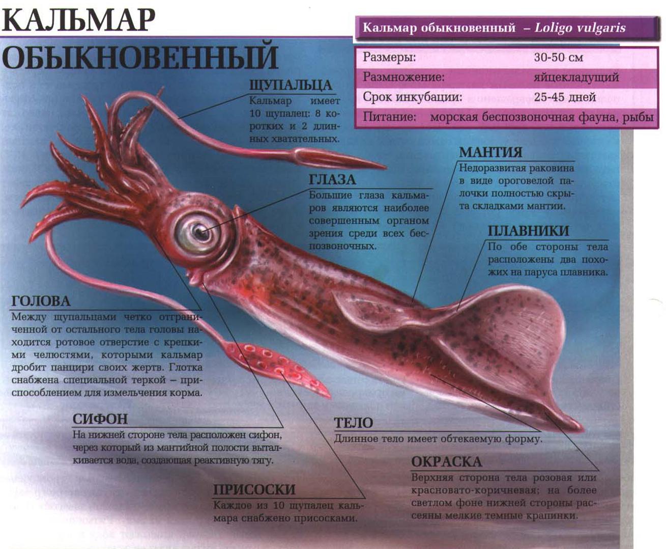 Обыкновенный кальмар. Сайт про зверей - ZveroSite.ru