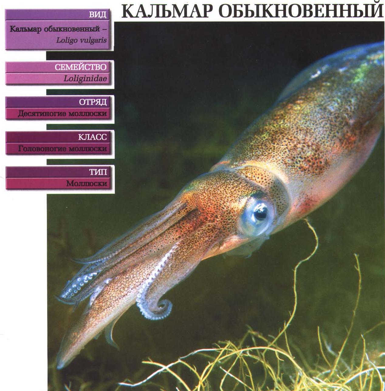 Систематика (научная классификация) обыкновенного кальмара. Loligo vulgaris.