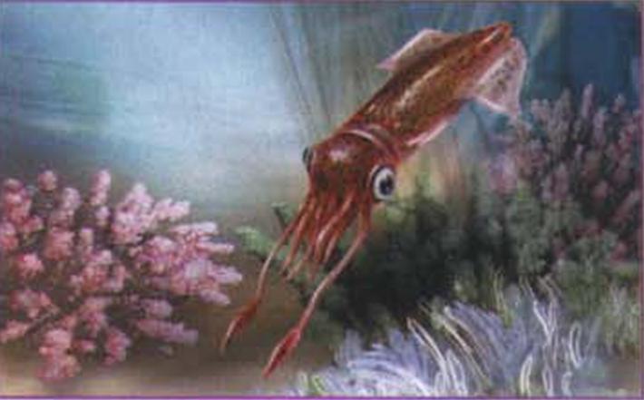 Отложенные самкой капсулы с яйцами прикрепляются к донному грунту или подводным камням.