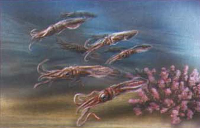 Первое время юные кальмары питаются планктоном, плавая дружными стайками у самой поверхности.