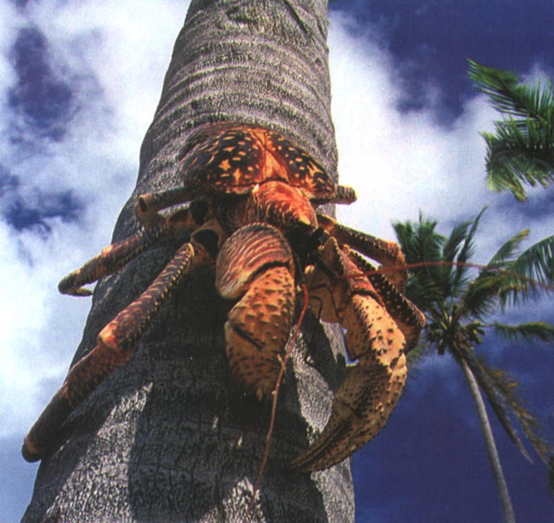 Взбираясь на пальму, краб цепляется за кору острыми коготками ходильных ног.
