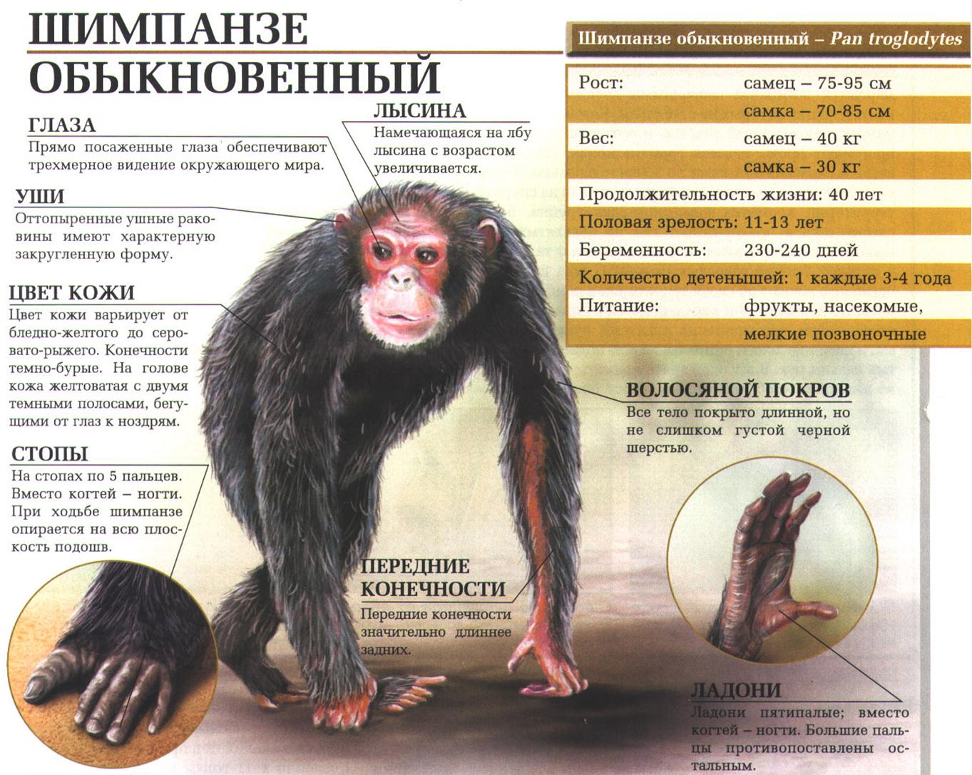 Шимпанзе обыкновенный. Сайт про зверей - ZveroSite.ru