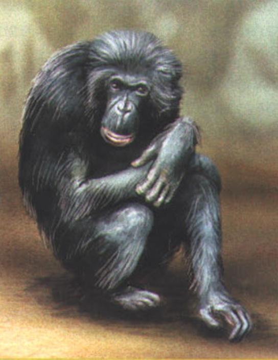 Бонобо (Pan paniscus).