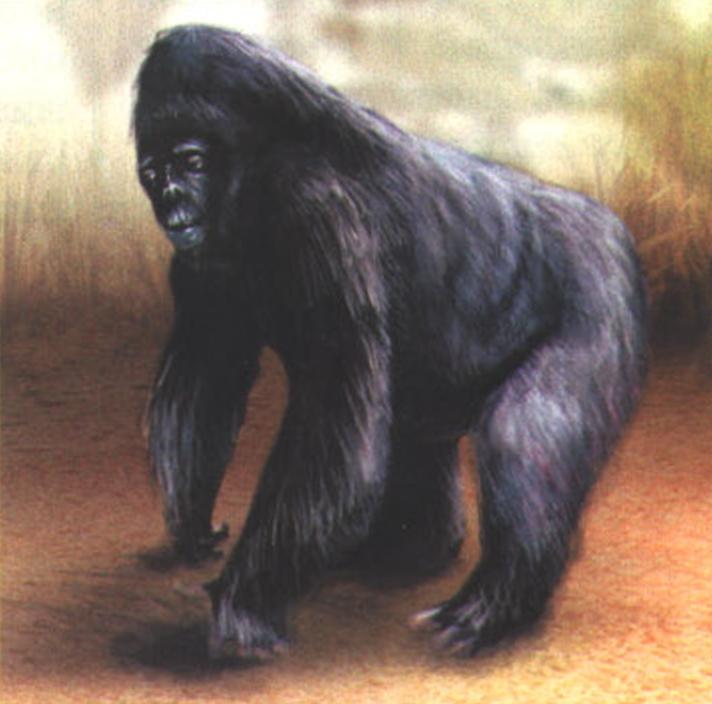 Горилла (Gorilla gorilla).
