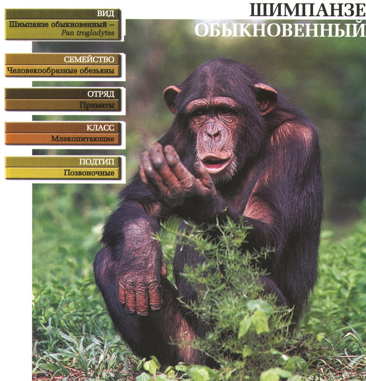 Систематика (научная классификация) шимпанзе обыкновенного. Pan troglodytes.
