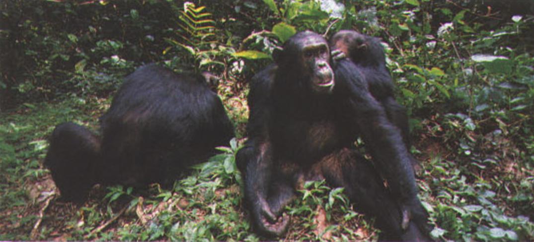 Взаимная чистка шерсти - обязательный ритуал в сообществе шимпанзе, которому животные уделяют много времени. Принося прямую пользу (избавление от паразитов), он, кроме того, служит поддержанию эмоциональных связей между членами семейства.