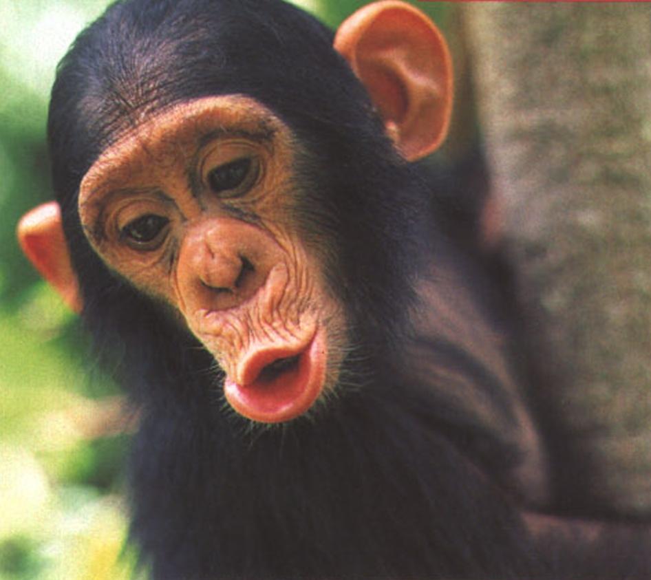 Мимика - незаменимый помощник в общении. Прося о чем-нибудь, шимпанзе вытягивает губы трубочкой. Широко раскрытый рот со всеми зубами напоказ означает сильное возбуждение; «беззубая» улыбка выражает благодушие и готовность подчиниться, а та же улыбка с открытыми зубами - страх перед старшим по рангу.
