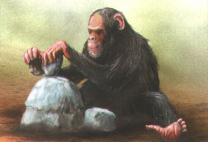 Шимпанзе разбивает твердый орех. Наковальней ему служит термитник, а молотком - камень.
