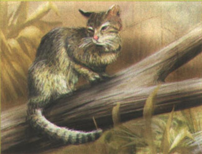 Пампасская кошка (Felis colocolo).