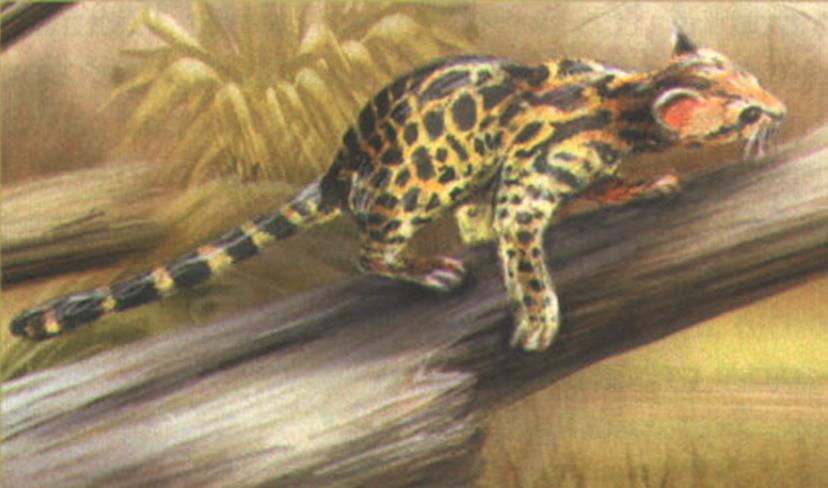 Длиннохвостая кошка (Felis wiedii).
