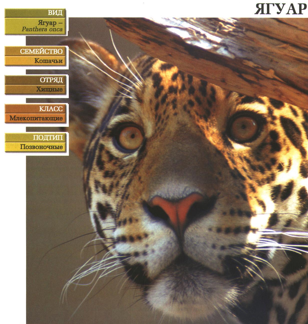 Систематика (научная классификация) ягуара. Panthera onca.