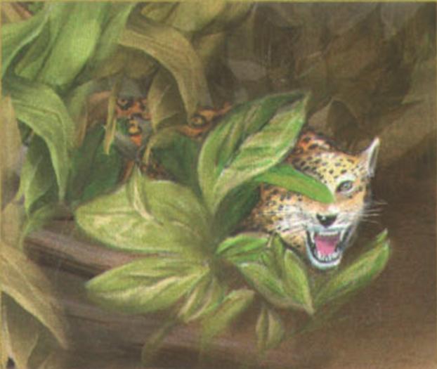 Ягуар предпочитает охотиться ночью, затаившись в засаде.