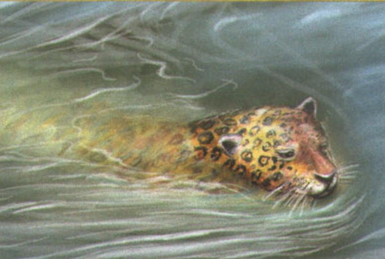 Будучи превосходным пловцом, ягуар без труда преодолевает водные преграды, в том числе широкие реки.