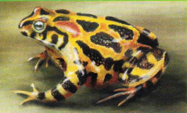 Южноафриканская жаба (Bufo gariepensis).