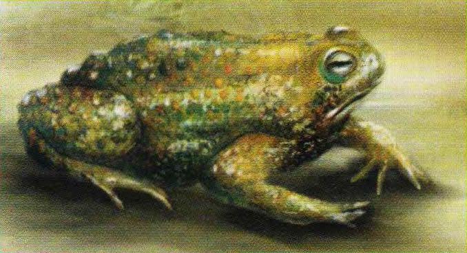 Американская жаба (Bufo americanus).